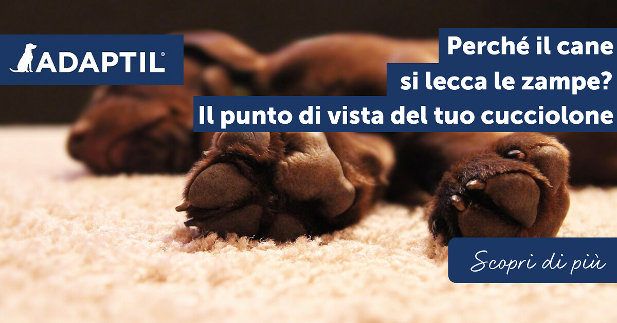 Perché il cane si lecca le zampe? Il punto di vista del tuo cucciolone